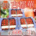 奈良県産 ”古都華いちご” 2pc×《3箱》(1pcあたり 約300g)【予約 12月~1月以降】 送料無料