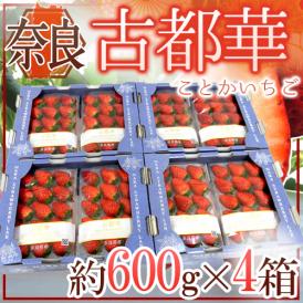 奈良県産 ”古都華いちご” 2pc×《4箱》（1pcあたり 約300g）【予約 12月以降】 送料無料