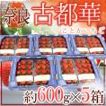 奈良県産 ”古都華いちご” 2pc×《5箱》(1pcあたり 約300g)【予約 12月~1月以降】 送料無料