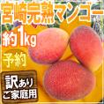 【早期発送】宮崎産 ”完熟マンゴー” 訳あり 2～4玉 約1kg【予約 5月以降】