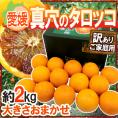 愛媛県 ”真穴のタロッコオレンジ” 訳あり 約2kg 大きさおまかせ 専用化粧箱【予約 3月下旬以降】 送料無料