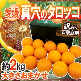 愛媛県 ”真穴のタロッコオレンジ” 訳あり 約2kg 大きさおまかせ 専用化粧箱【予約 3月下旬以降】 送料無料