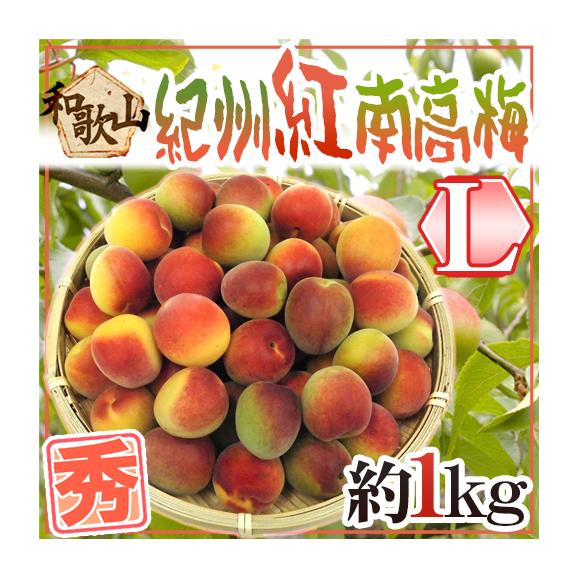定率割引 往復 紅南高梅” 紀州・和歌山産 秀品 約1kg《10キロ以上ご購入で L 梅