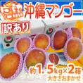 沖縄産 ”完熟マンゴー” 訳あり 約1.5kg×《2箱》 6～10玉前後 産地箱 沖縄マンゴー【予約 7月下旬以降】 送料無料