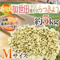土らっきょう ”鹿児島 加世田産 砂丘らっきょう” 秀品 Mサイズ 約5kg【予約 5月中下旬以降】 送料無料