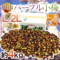 紀州・和歌山産 ”パープル小梅” 秀品 L/2Lサイズ 約4kg 紫小梅【予約 5月下旬以降】 送料無料