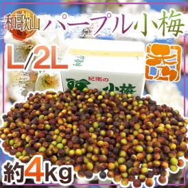 紀州・和歌山産 ”パープル小梅” 秀品 L/2Lサイズ 約4kg 紫小梅【予約 5月下旬以降】 送料無料