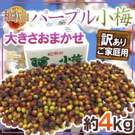 紀州・和歌山産 ”パープル小梅” 訳あり 約4kg 大きさおまかせ 紫小梅【予約 5月下旬以降】 送料無料