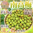 奈良・和歌山産 ”南高梅” ちょっと訳あり 超大粒3L/4L 約5kg【予約 6月初旬以降】 送料無料