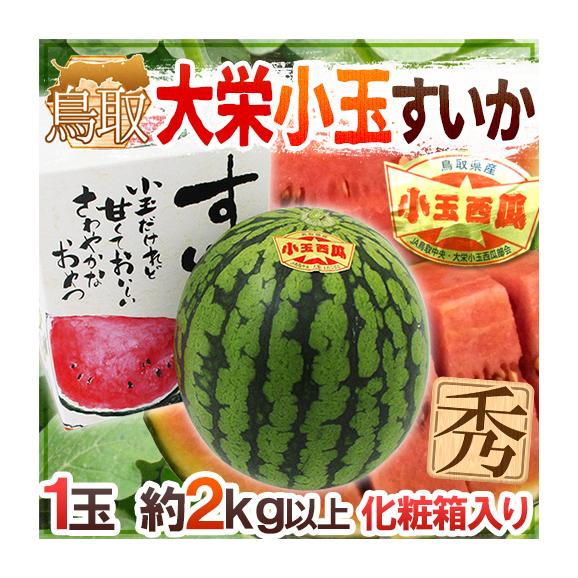 こだま　すいか　　かわいいデザイン・丈夫な箱５個セット 小玉すいか ピノガール4〜5玉(1玉約2kg)