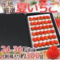 ”夏いちご” 化粧箱入 24～36粒前後 約300g 産地厳選【予約 6月下旬以降】 送料無料