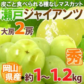 岡山産 ”瀬戸ジャイアンツ” 秀品 大房限定 2房 約1～1.2kg ぶどう【予約 9月以降】 送料無料[M2]