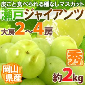 岡山産 ”瀬戸ジャイアンツ” 秀品 大房限定 2～4房 約2kg ぶどう【予約 9月以降】 送料無料[M2]