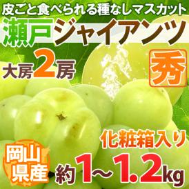 岡山産 ”瀬戸ジャイアンツ” 秀品 大房限定 2房 約1～1.2kg 化粧箱 ぶどう【予約 9月以降】 送料無料[K2]