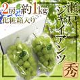 岡山産 ”瀬戸ジャイアンツ” 秀品 2房 約1kg 化粧箱 ぶどう【予約 9月以降】送料無料
