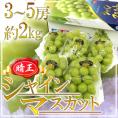 岡山産 ”シャインマスカット「晴王」” 3～5房 約2kg 産地化粧箱 ぶどう【予約 7月下旬以降】 送料無料