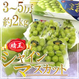 岡山産 ”シャインマスカット「晴王」” 3〜5房 約2kg 産地化粧箱 ぶどう【予約 7月下旬以降】 送料無料