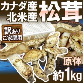 カナダ・北米産 ”松茸” 訳あり 約1kg 原体 大きさおまかせ【予約 9月中下旬以降】 送料無料