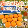 愛知県産 &rdquo;温室次郎柿&rdquo; 秀品 10～14玉 約3kg ハウス次郎柿【予約 8月下旬以降】 送料無料