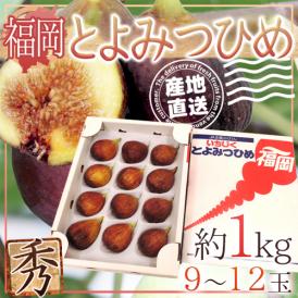 【産地直送】福岡県 高糖度いちじく ”とよみつひめ” 秀品 Lサイズ 9〜12玉 約1kg【予約 8月下旬〜9月】