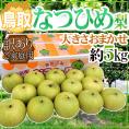  ”鳥取産 なつひめ梨” 訳あり 約5kg 大きさおまかせ【予約 8月末以降】 送料無料