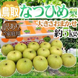  ”鳥取産 なつひめ梨” 訳あり 約5kg 大きさおまかせ【予約 8月末以降】 送料無料