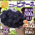 ”岡山産 種なしニューピオーネ” 超大房 1房 約800g以上×2房 ちょっと訳あり ぶどう【予約 9月以降】 送料無料