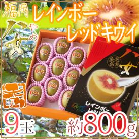 福岡 八女産 ”レインボーレッドキウイ” 秀品 9玉 約800g 化粧箱【予約 10月以降】