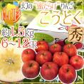 山形産 蜜だらけりんご ”こうとく（高徳）りんご” 6〜12玉 約1.5kg【予約 11月以降】 送料無料