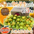 和歌山 有田 鉢内柑橘園産 ”鉢内ゆら早生みかん” 訳あり 約5kg 大きさおまかせ【予約 10月以降】 送料無料