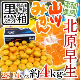 福岡 JAみなみ筑後 ”山川みかん 北原早生” 黒箱等級 2S/S/Mサイズ 約4kg【予約 10月中旬以降】 送料無料