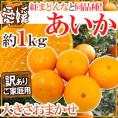 ”愛媛産 紅まどんなと同じ品種 あいか” 訳あり 約1kg 大きさおまかせ【予約 11月末以降】
