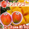 ”ペルー産 ケントマンゴー” 大玉2～3玉前後 約1kg 航空便【予約 入荷次第発送】 送料無料