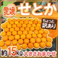 愛媛産 ”せとか” ちょっと訳あり 約15kg 大きさおまかせ【予約 2月末以降】 送料無料