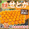 愛媛産 ”せとか” ちょっと訳あり 約10kg 大きさおまかせ【予約 2月末以降】 送料無料