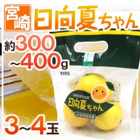 宮崎産 ”日向夏ちゃん” 3～4玉 約300～400g【予約 2月中旬以降】
