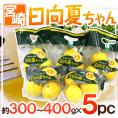 宮崎産 ”日向夏ちゃん” 5袋（1袋あたり3～4玉 約300～400g）【予約 2月中旬以降】 送料無料