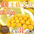 ”高知産 土佐文旦” 訳あり 大玉限定 3Lサイズ以上 約10kg【予約 2月以降】 送料無料