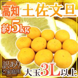 高知産 ”土佐文旦” 訳あり 大玉限定 3Lサイズ以上 約5kg【予約 2月以降】 送料無料