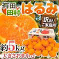 和歌山有田・田村産 ”はるみみかん” 訳あり 約5kg 大きさおまかせ【予約 1月下旬以降】 送料無料
