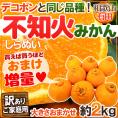 ”有田産 不知火・しらぬい(訳ありデコポン)” 約2kg 大きさおまかせ《2セット購入で送料無料、3セット購入で2kg、4セットで4kg、5セットで6kg、6セットで8kgおまけ》【予約 2月下旬以降