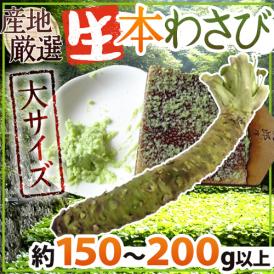 ”国産生本わさび” 約150～200g以上 特大サイズ 1本 産地厳選（時期により約100g以上×2本）【予約 入荷次第発送】