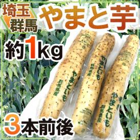 【送料無料】群馬・埼玉 ”やまと芋” 約1kg 3本前後 やまといも/山芋/長芋