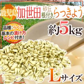 土らっきょう 鹿児島 加世田産 ”砂丘らっきょう” 秀品 Lサイズ 約5kg【予約 5月中下旬以降】 送料無料