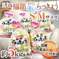 洗いらっきょう 鳥取 JAいなば 福部産 ”砂丘らっきょう” S/Mサイズ 約5kg【予約 6月中旬以降】 送料無料