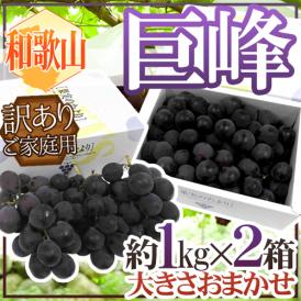 ぶどう ”和歌山産 巨峰” 訳あり 約1kg×2箱（計約2kg） 化粧箱 大きさおまかせ 満杯詰 ぶどう【予約 7月末以降】 送料無料