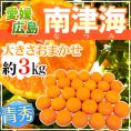 愛媛・広島 ”南津海みかん（なつみみかん）” 青秀品 約3kg 大きさおまかせ【予約 4月下旬以降】 送料無料