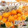 ”愛媛産 カラマンダリン” 秀品 M/L 約2.5kg【予約 4月下旬以降】 送料無料
