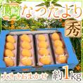 長崎県 ”なつたよりびわ” 秀品 約250g×4pc（計約1kg） 大きさおまかせ 枇杷【予約 5月中旬以降】 送料無料