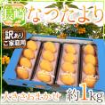 長崎県 ”なつたよりびわ” 訳あり 約250g×4pc（計約1kg） 大きさおまかせ 枇杷【予約 5月中旬以降】 送料無料
